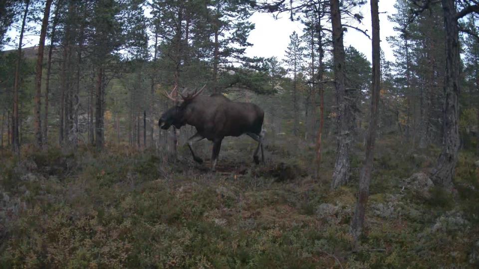 Lenke til artikkel: Høring kommunale målsettinger for hjortevilt i Nome kommune 2024 - 2026